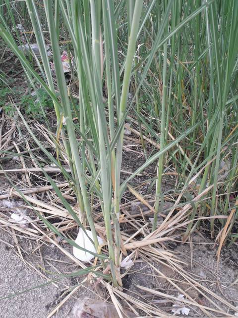 Erianthus ravennae (=Tripidium ravennae) / Canna del Po